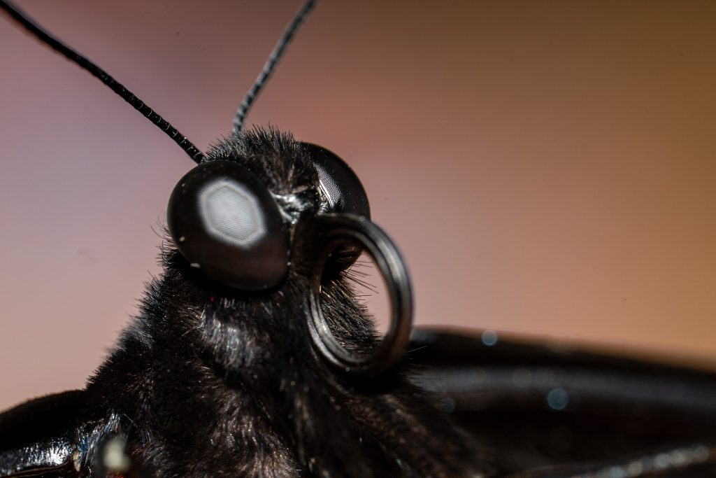 Sony100mmGMSample_techmission
