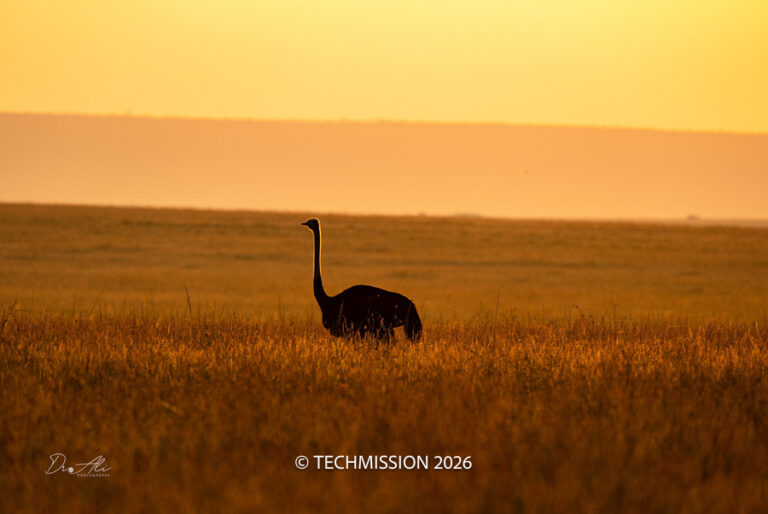 The Ultimate Wildlife Photography Camera Settings Guide