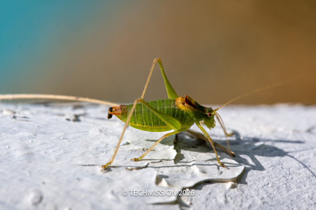 Shot on Laowa 180mm F4.5 Apo Macro