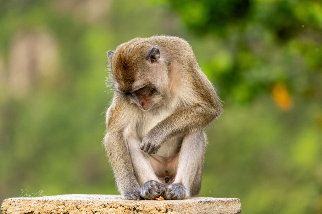 Macaque mauritius portrait