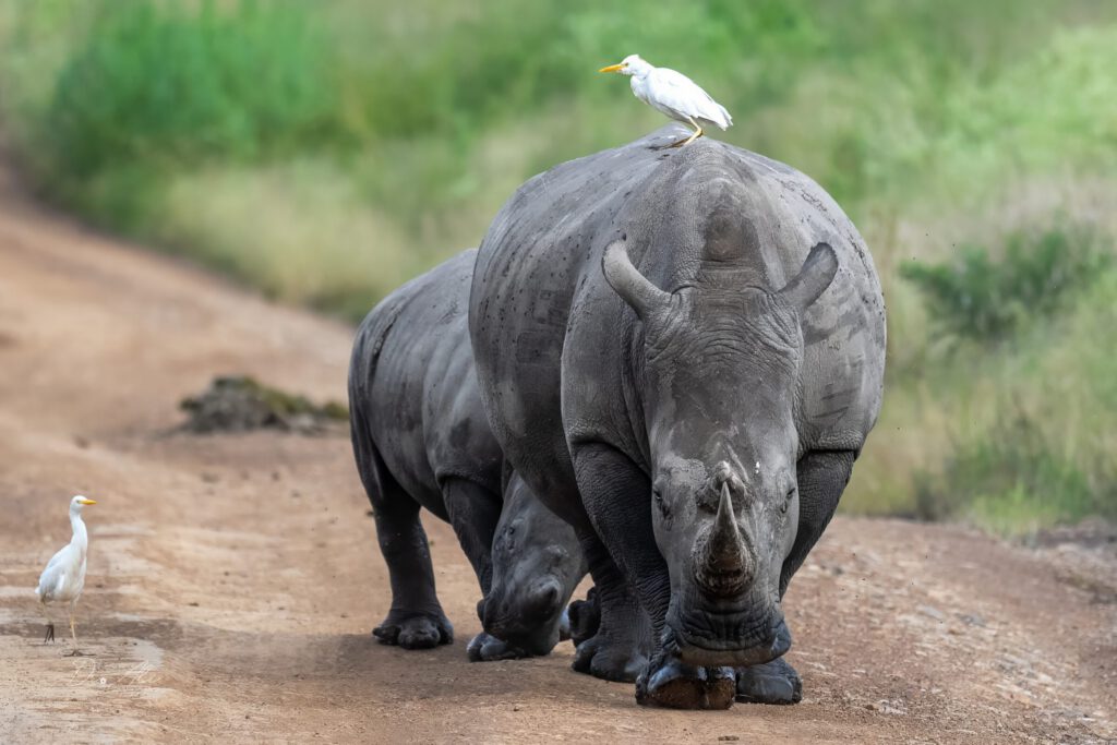 White rhino cattle egret eye contact