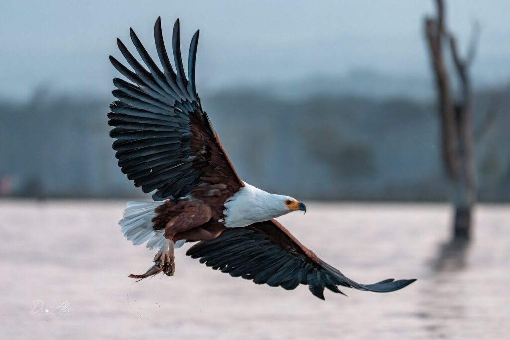 African fish eagle with fish in talons