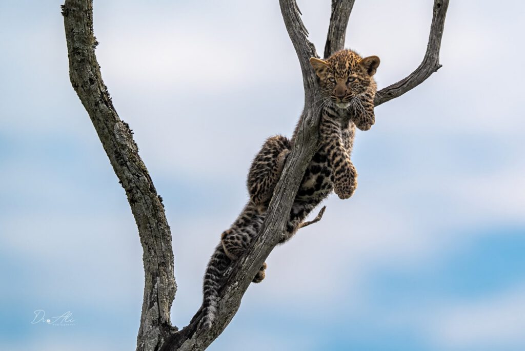 Leopard cub in tree