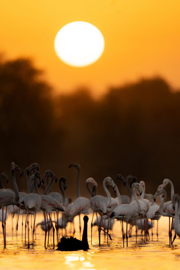 Flamingo flock sunset mangroves