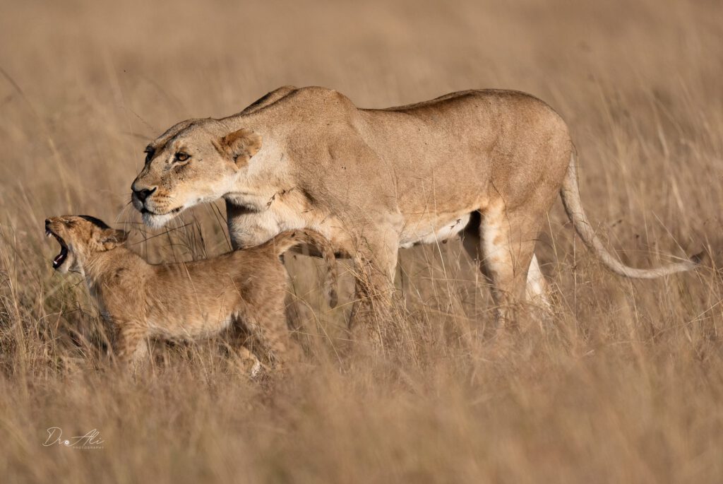 Lioness with yawning cub
