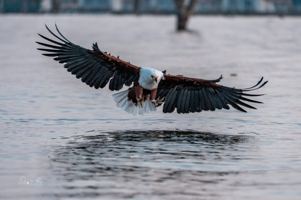 African fish eagle diving frontal