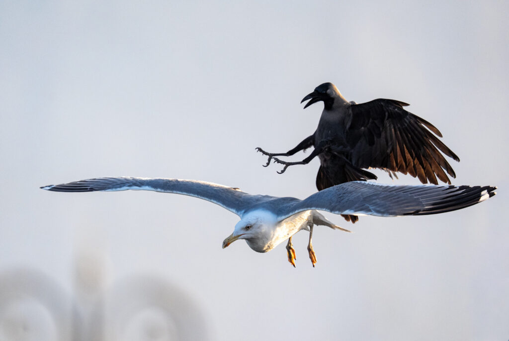 Seagull vs crow aerial conflict