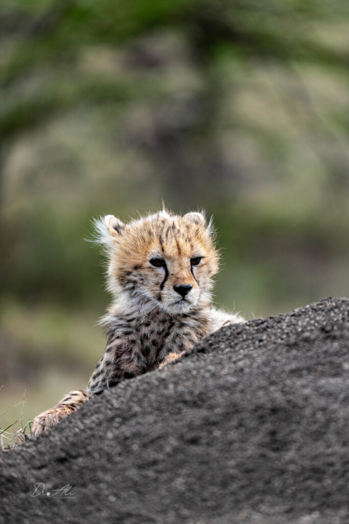 Cheetah cub in grass