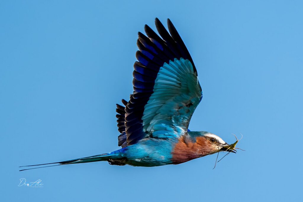 Lilac breasted roller flight grasshopper