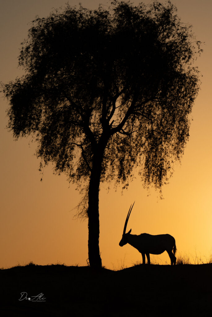 Arabian oryx under ghaf tree sunset
