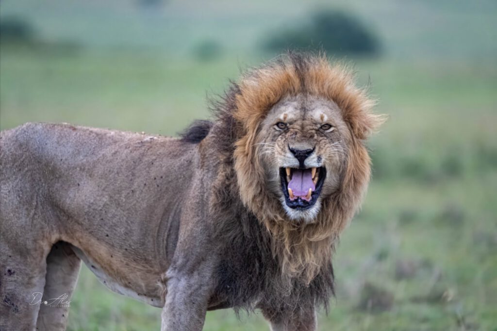 Lioness roaring maasai mara