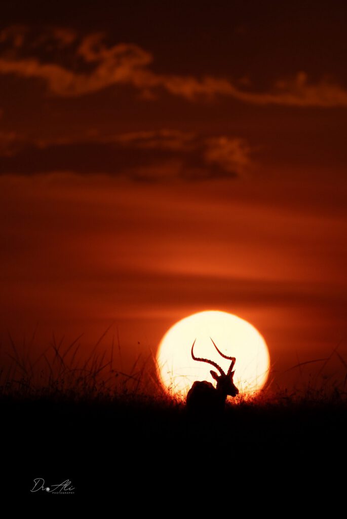 Antelope silhouette against sun
