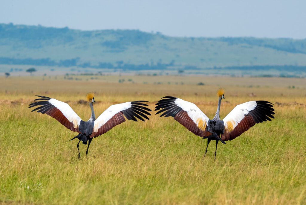 Grey crowned cranes pair