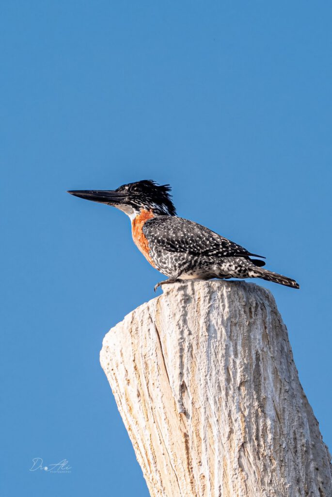 Giant kingfisher portrait