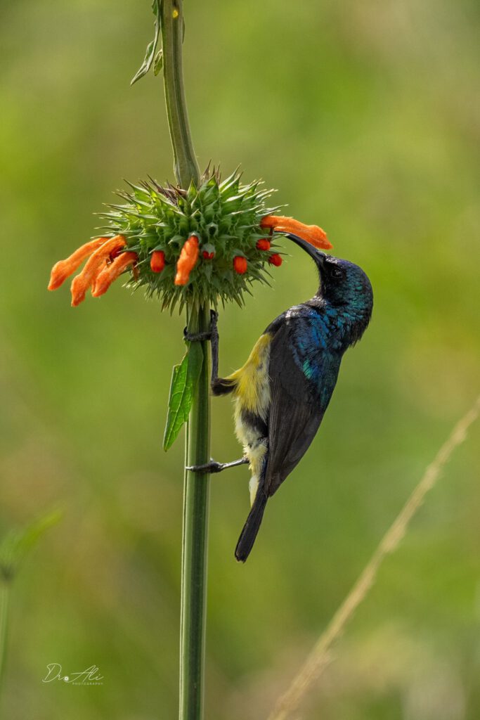 Variable sunbird on lions ear flower