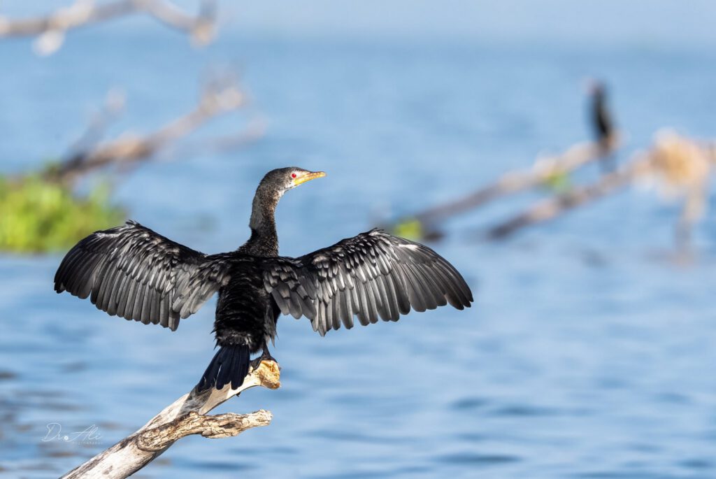 Cormorant drying wings on branch