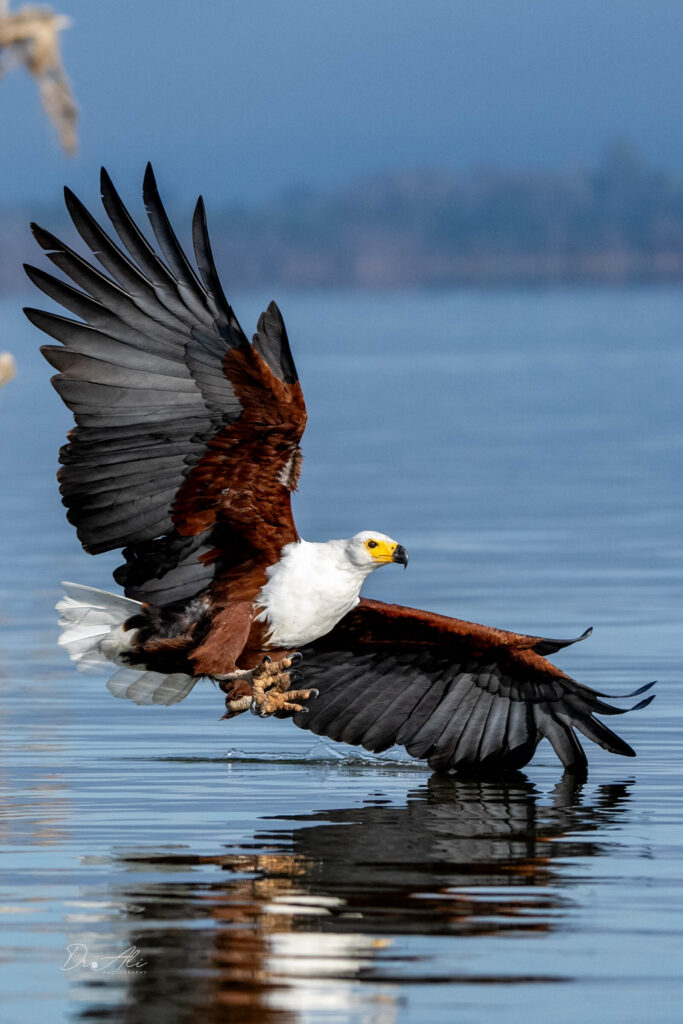 African fish eagle launching