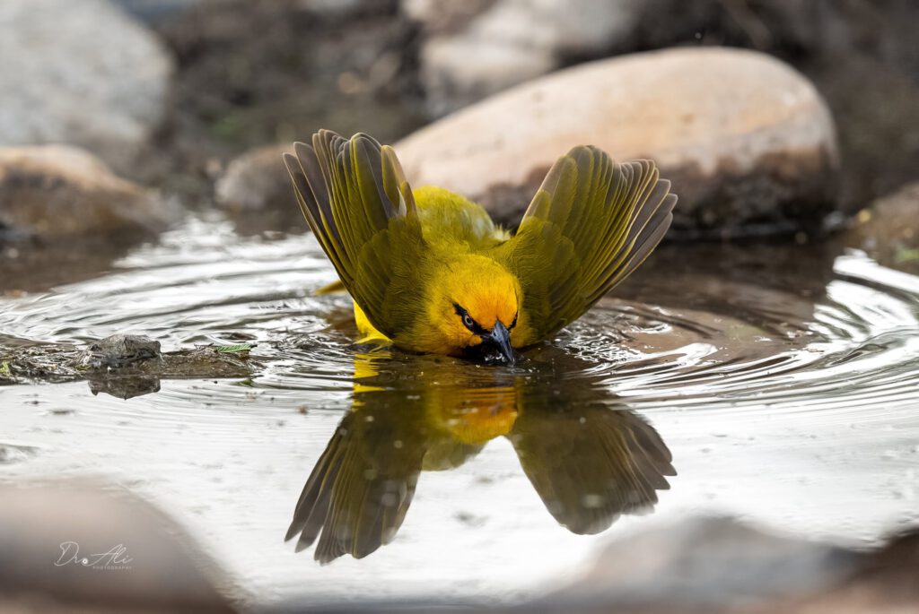 Yellow weaver bathing
