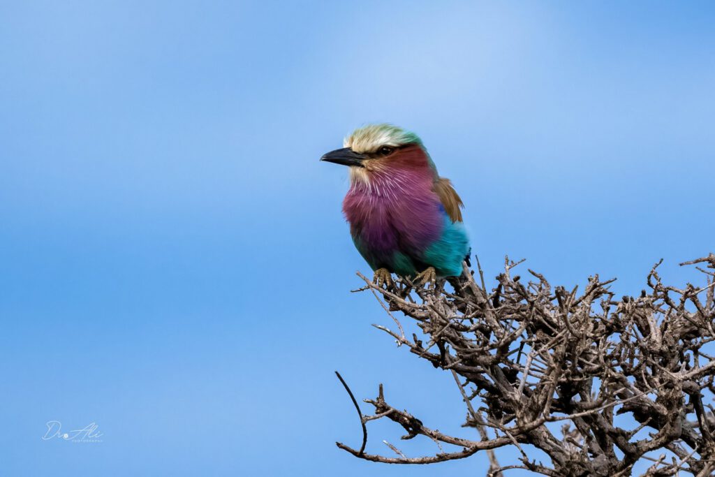 Lilac breasted roller perched