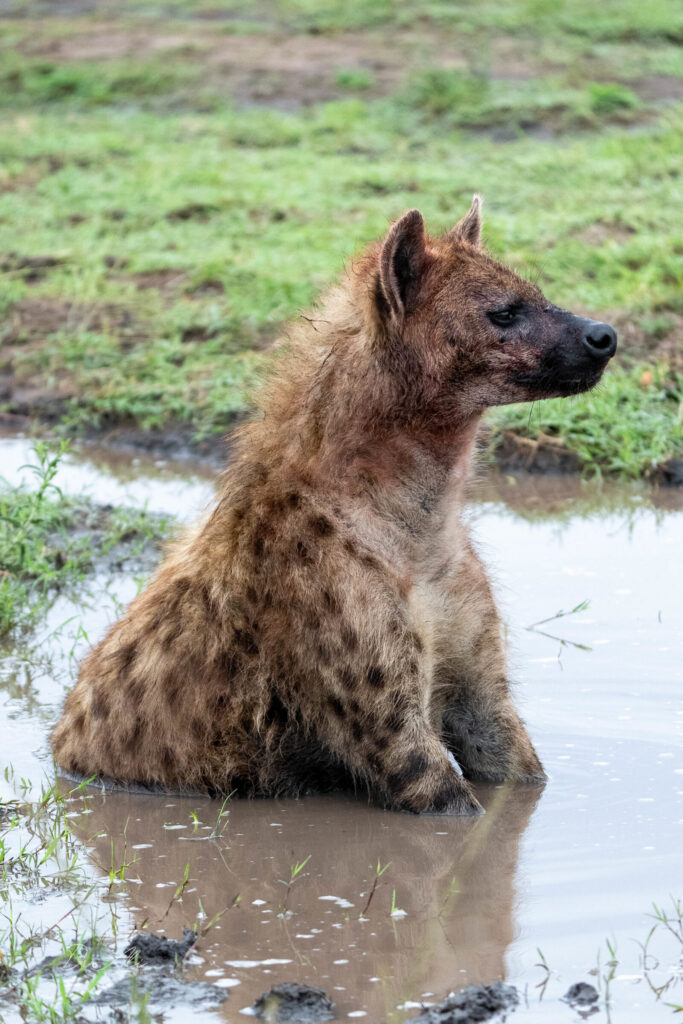 Spotted hyena in puddle