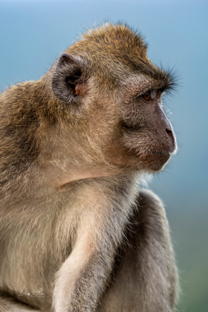 Long tailed macaque profile