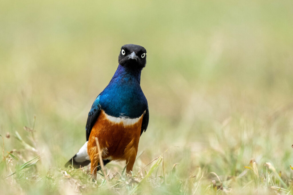 Superb starling close portrait