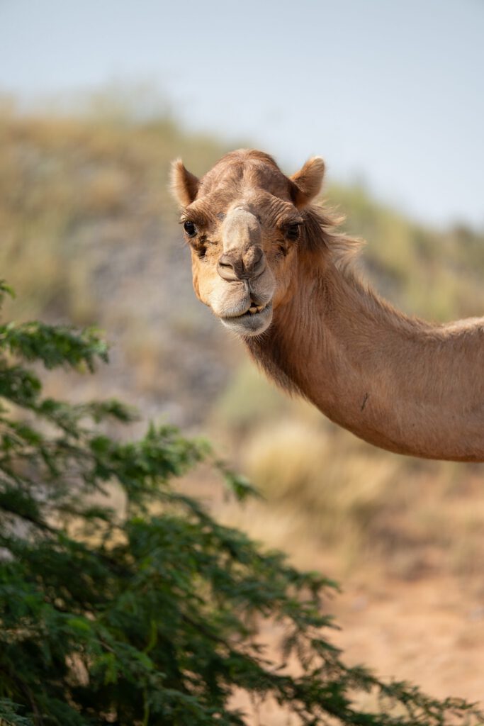 Arabian camel portrait